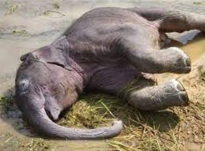 कटघोरा वनमंडल में हाथी के बच्चे की मौत से मचा हड़कंप